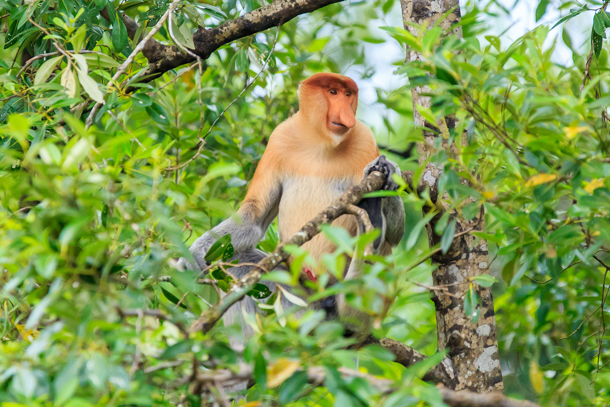 KK_Proboscis Monkey.jpg image